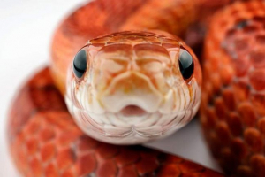 Кафето snake в токио печели все повече и повече популярност Кафето snake в токио печели все повече и повече популярност
